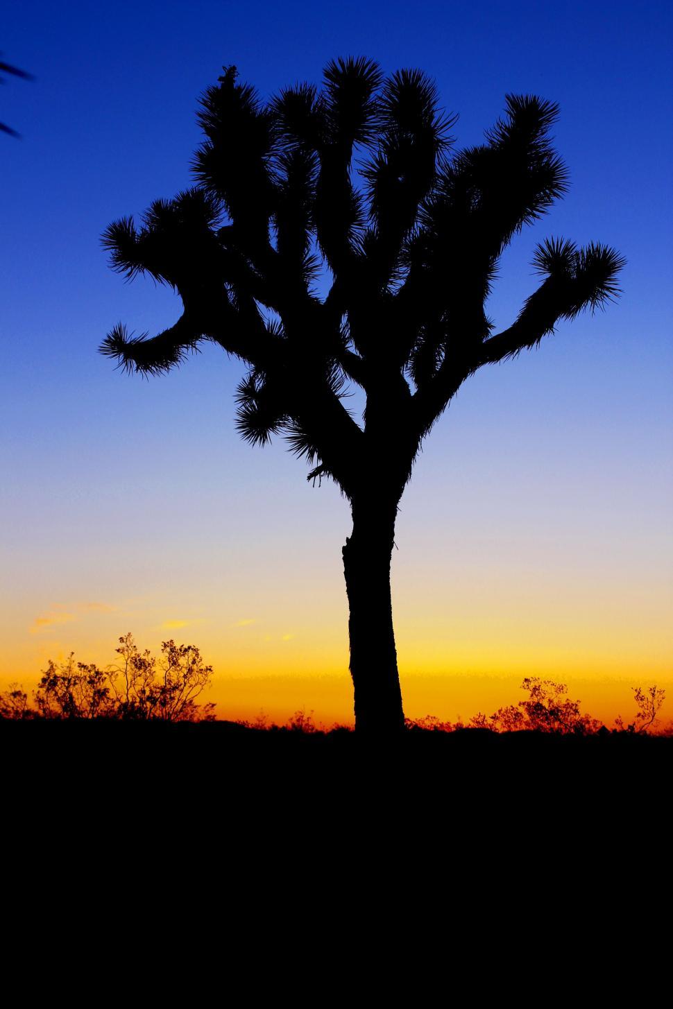 Free Image of Joshua Tree Silhouetted Against Sunset Sky 