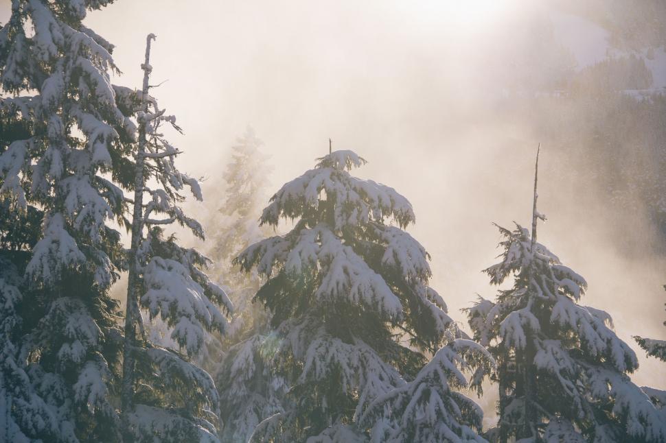 Free Image of Snow Covered Forest With Trees 