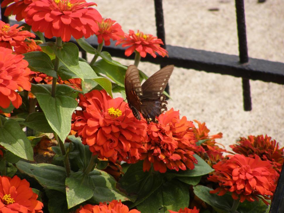 Free Image of Study in Flower with Butterfly 