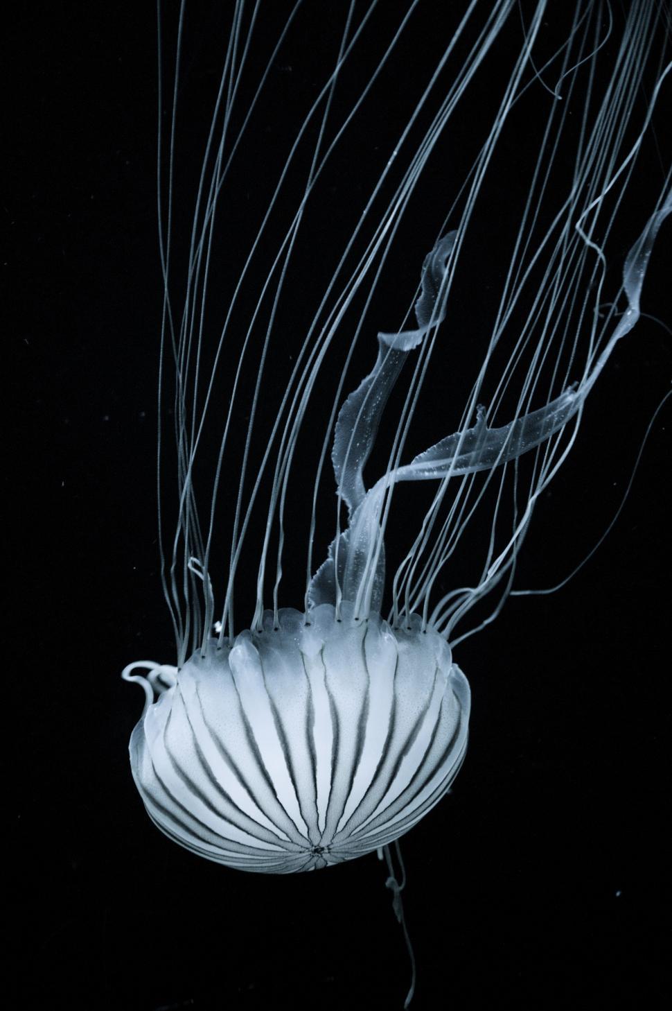Free Image of Black and White Jellyfish Floating in Water 