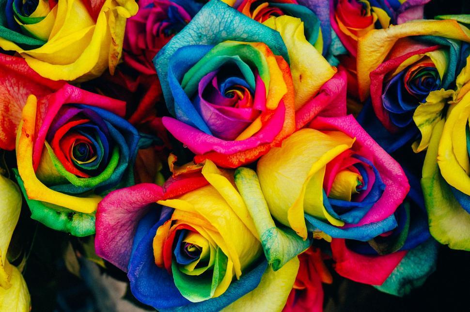 Free Image of A Bouquet of Multicolored Roses in a Vase 