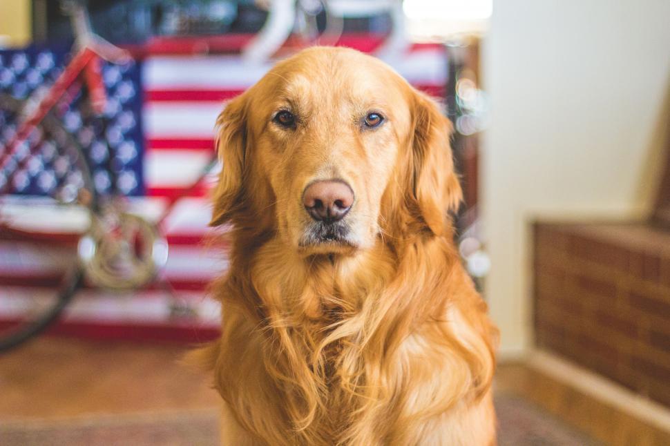 Free Image of Golden Retriever Sitting in Front of Fire Truck 