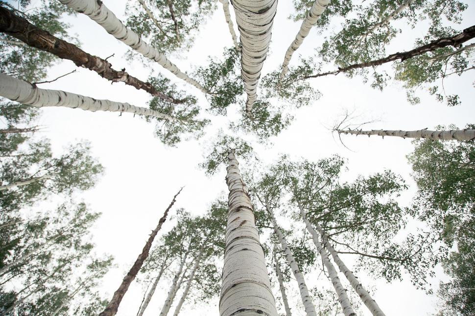 Free Image of Towering Trees Standing Firmly in a Row 
