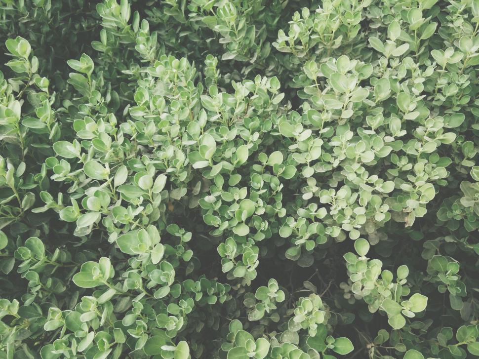 Free Image of Close Up of a Bush With Green Leaves 