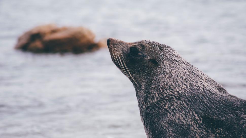 Free Image of Seal Observes Brown Bear in Water 
