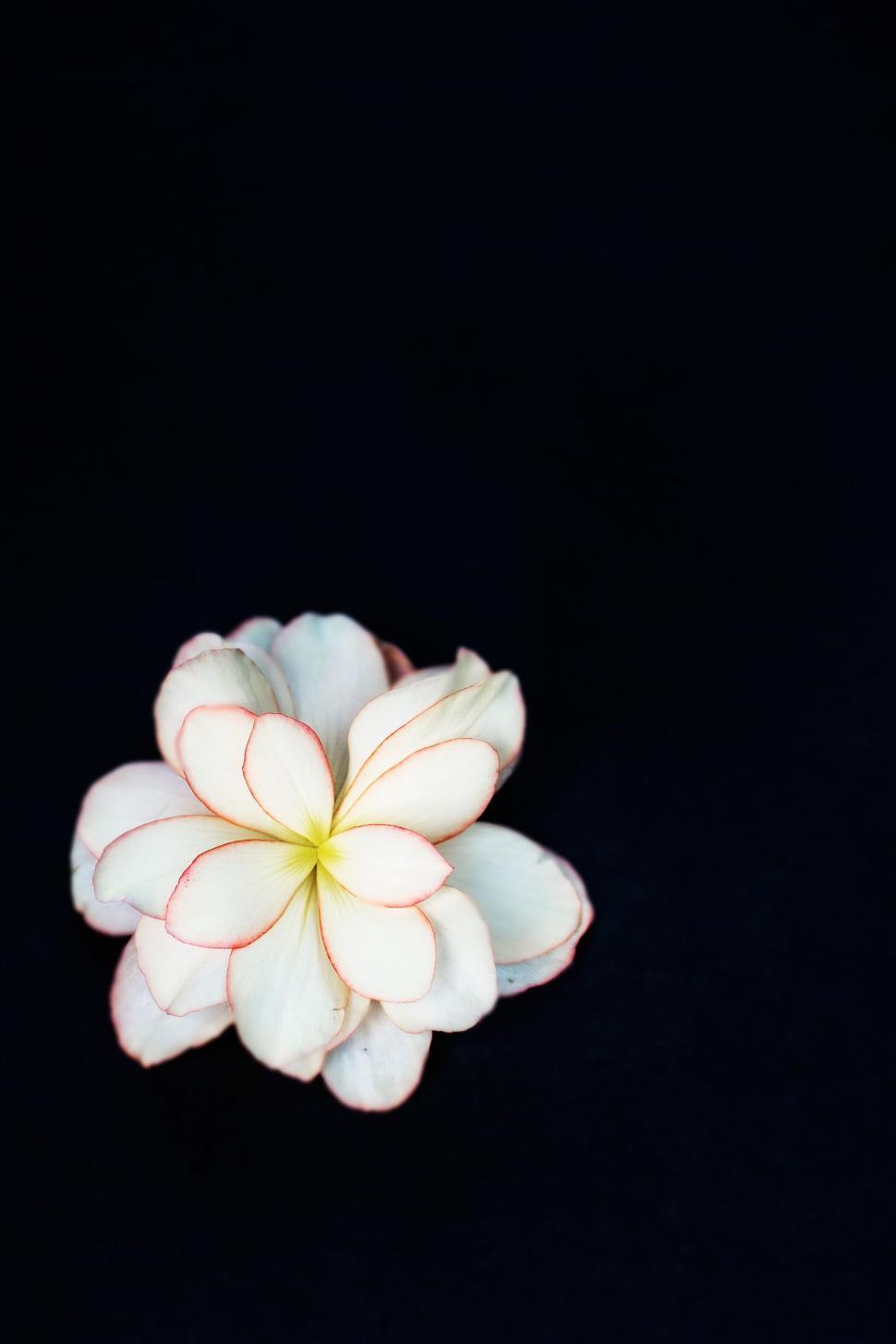 Free Image of White Flower on Black Background 