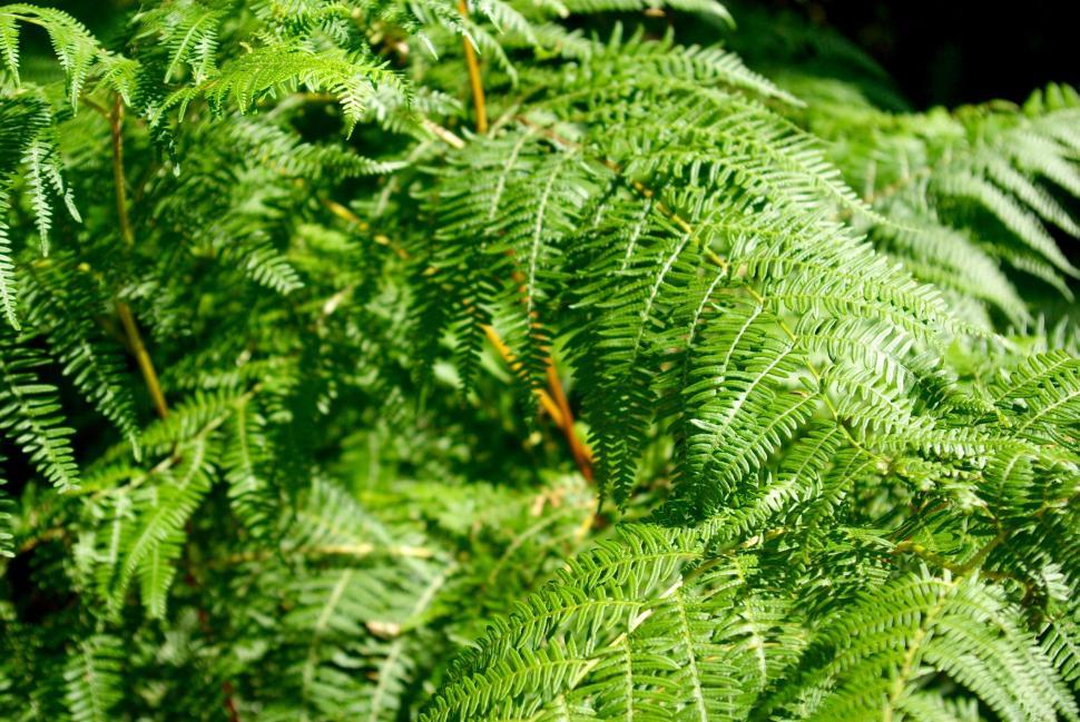 Free Image of Green Plant With Lush Leaves Close-Up 