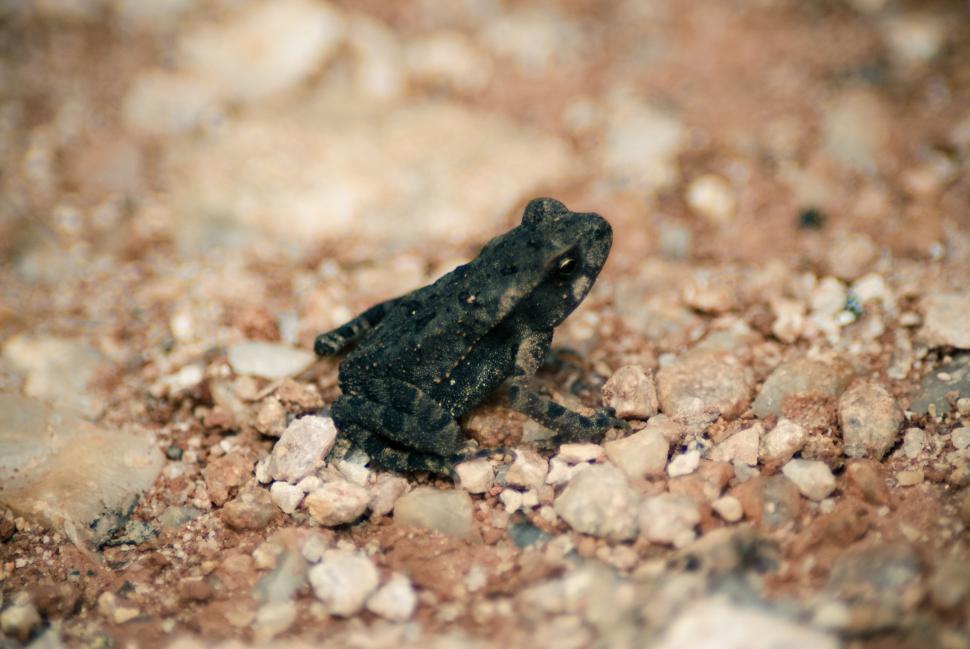 Free Image of Small Black Frog on Rocky Ground 