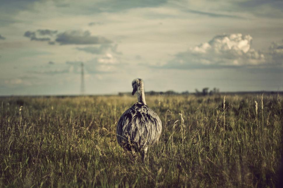 Free Image of Ostrich Standing in Tall Grass Field 