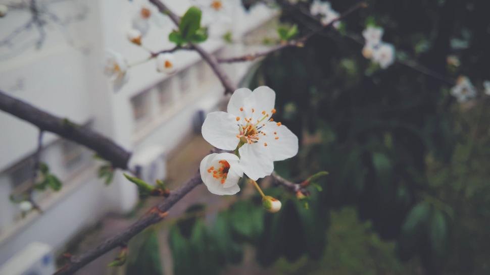 Free Image of White Flower on Tree Branch in Front of Building 