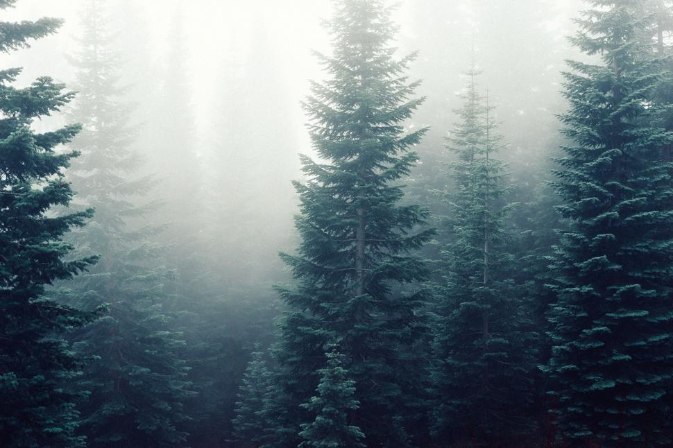 Free Image of Towering Pine Trees in Forest 