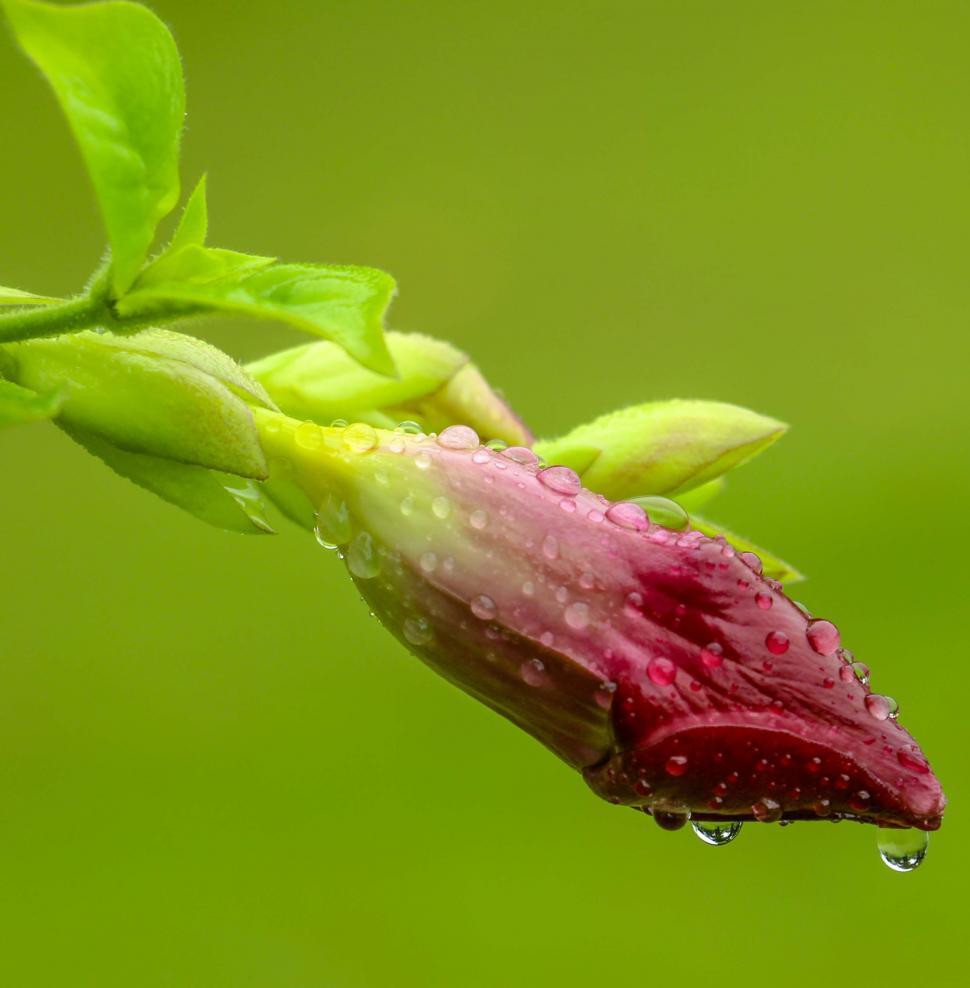 Free Image of Close Up of a Flower With Water Droplets 