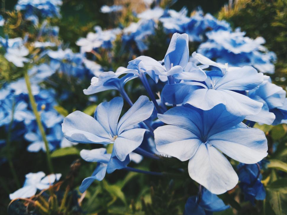 Free Image of Blue Flowers Blooming in Grass 