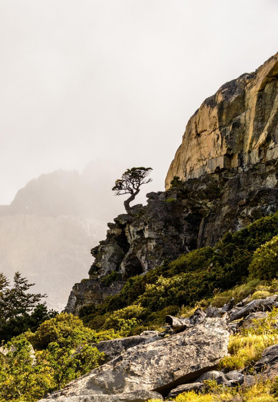 Free Image of Lone Tree Standing on Mountain Slope 