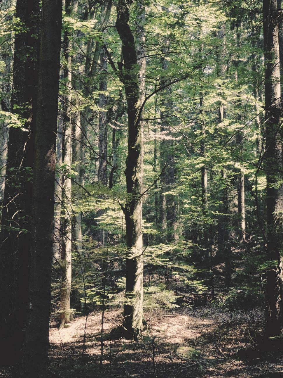 Free Image of Towering Forest Stretching Into the Sky 
