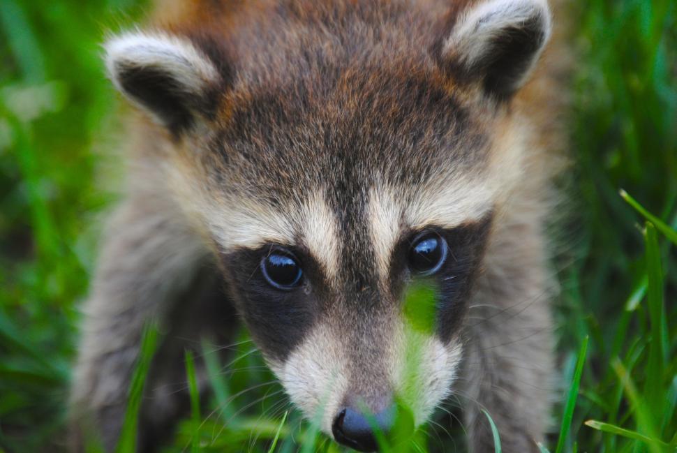 Free Image of Baby Raccoon Standing in Grass 
