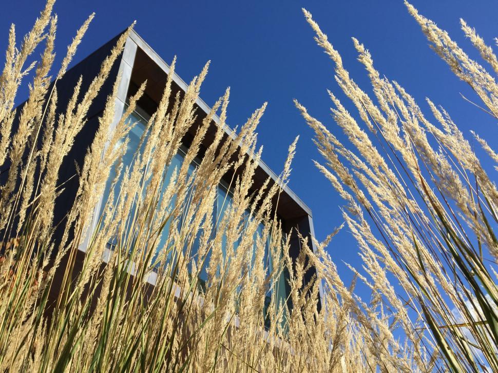 Free Image of Tall Grass in Front of Building Under Blue Sky 