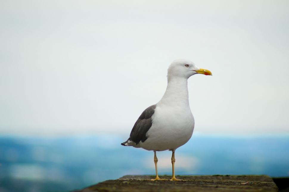 Free Image of Seagull Standing on Ledge by Ocean 