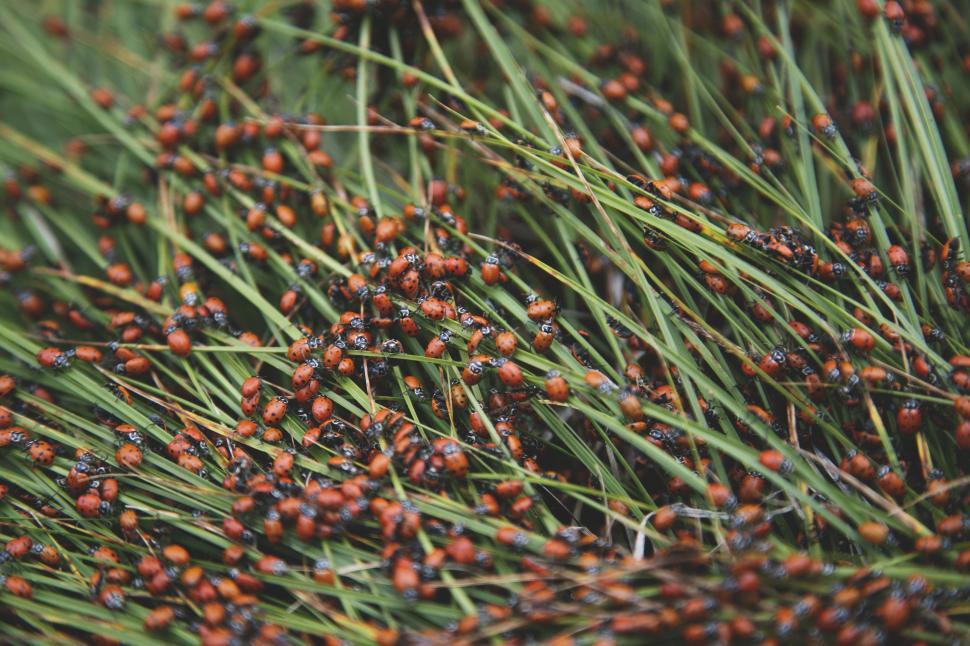 Free Image of Close Up of Red Berries on Tree 