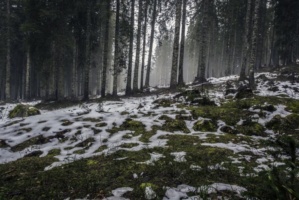 Free Image of Snow-covered Forest Filled With Trees 