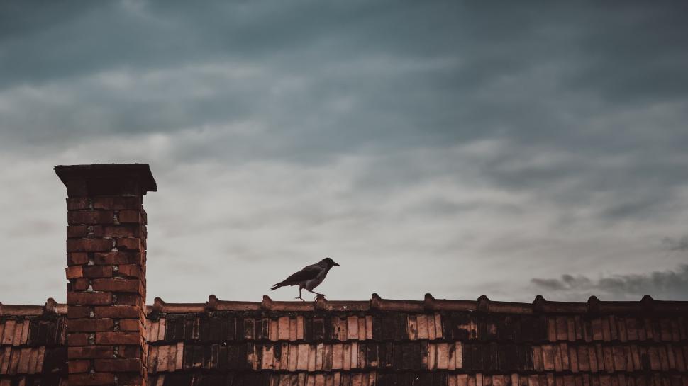 Free Image of Bird Perched on Brick Building 