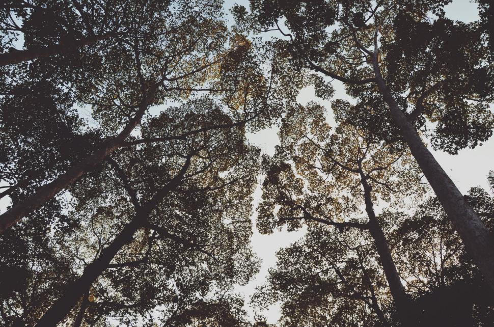 Free Image of Looking Up at the Tops of Tall Trees 