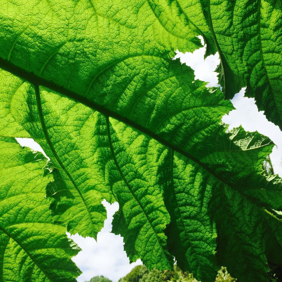 Free Image of Close-Up of a Large Green Leaf 