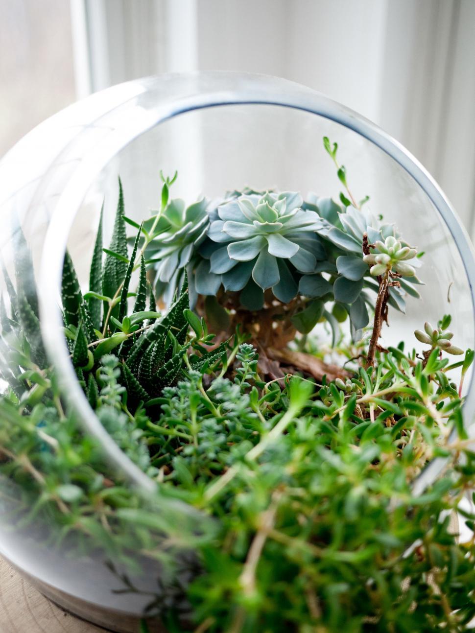Free Image of Glass Bowl Filled With Plants on Wooden Table 