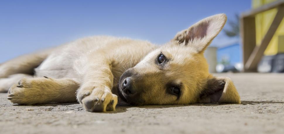 Free Image of Dog Laying on the Ground 