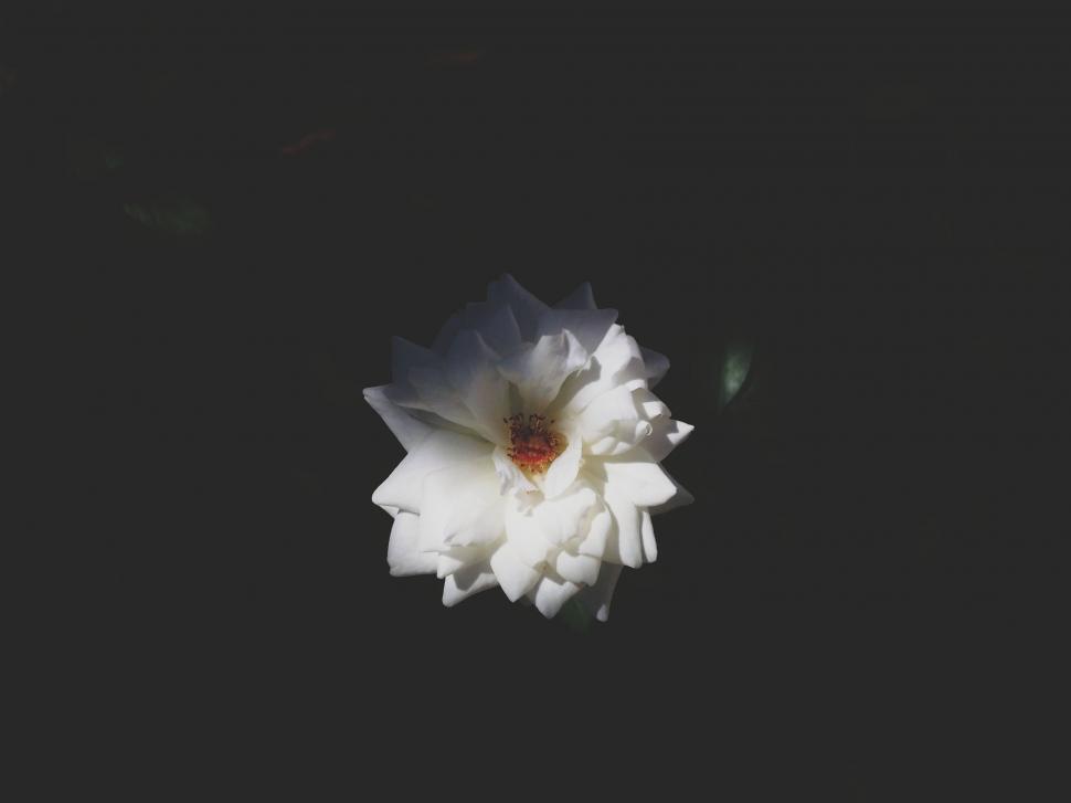 Free Image of White Flower Floating in Dark Water 