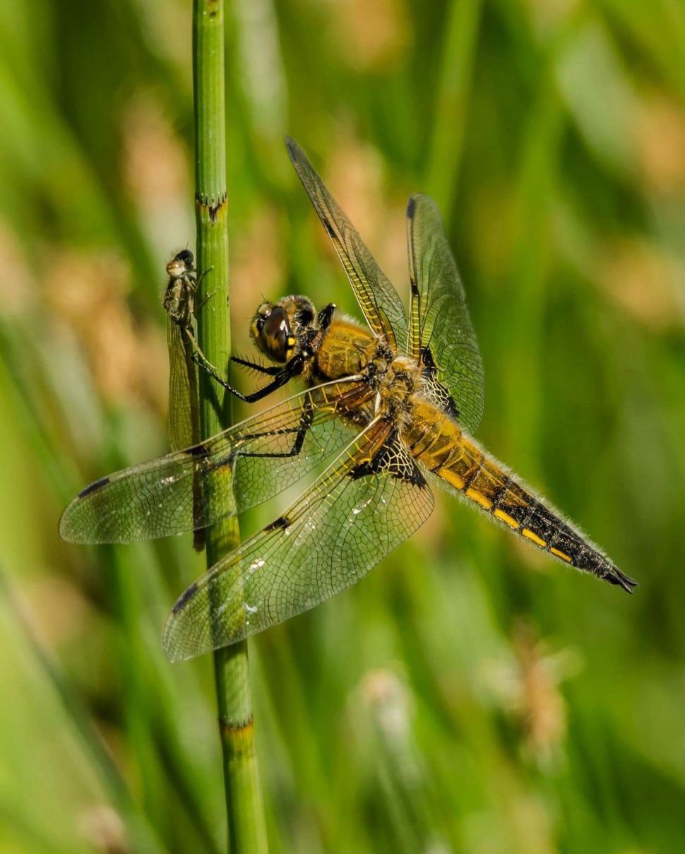 Free Image of Two Dragonflies Perched on Green Plant 