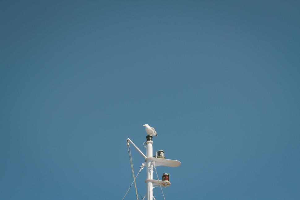 Free Image of Bird Sitting on Top of a White Pole 