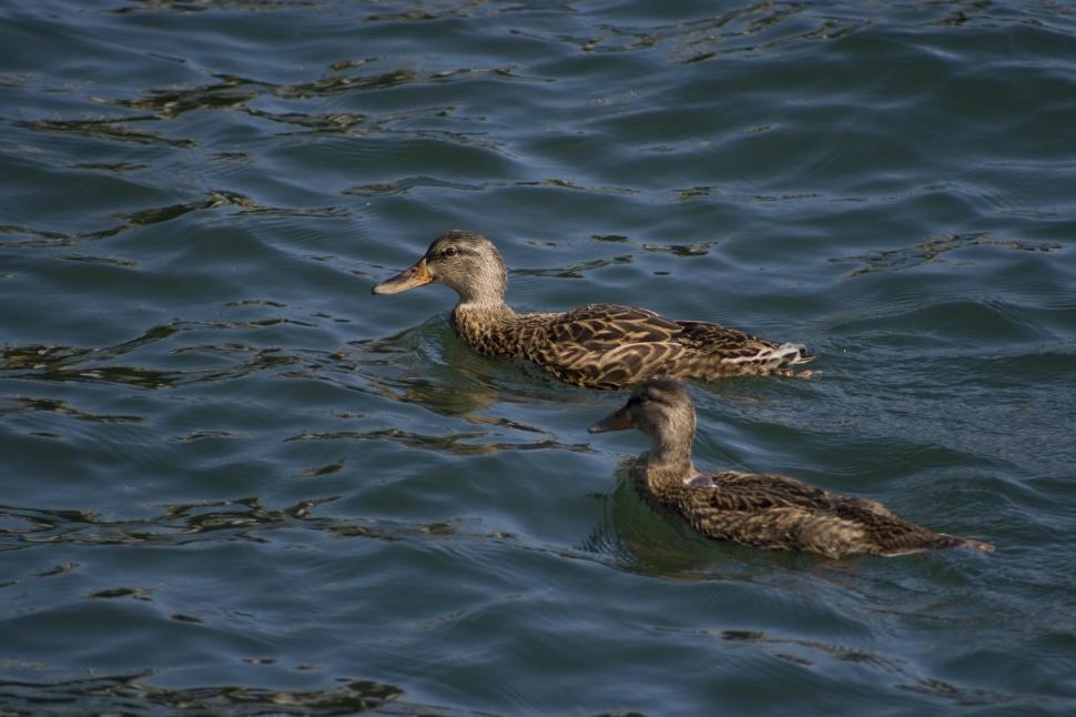 Free Image of Ducks in the Harbor 