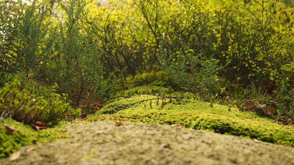 Free Image of Moss Covered Rock in Forest 