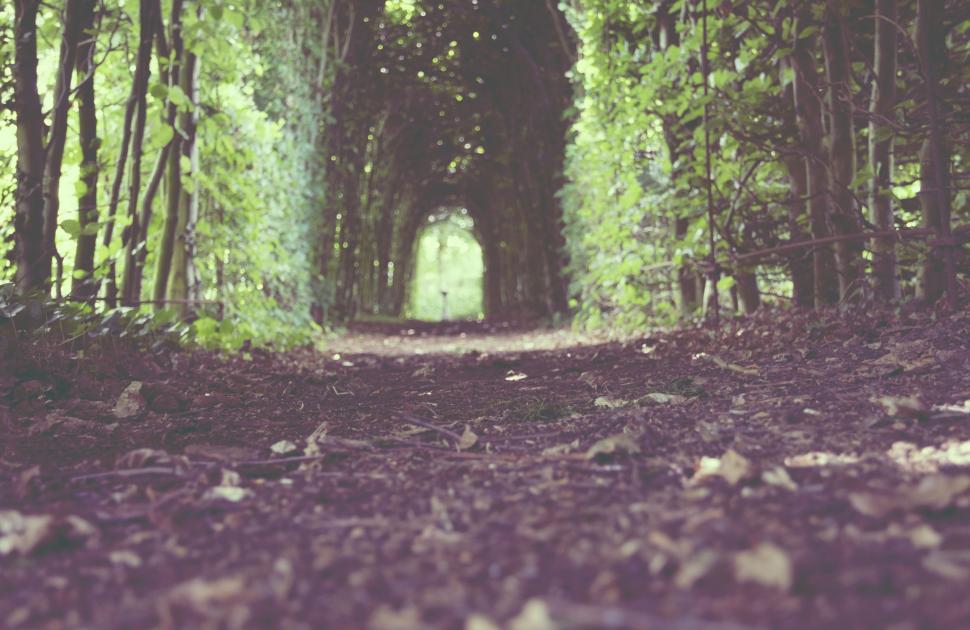 Free Image of A Path Amidst Dense Forest Trees 