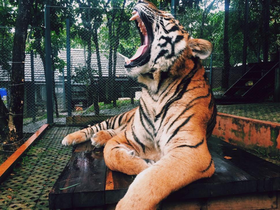 Free Image of Large Tiger Laying on Wooden Platform 