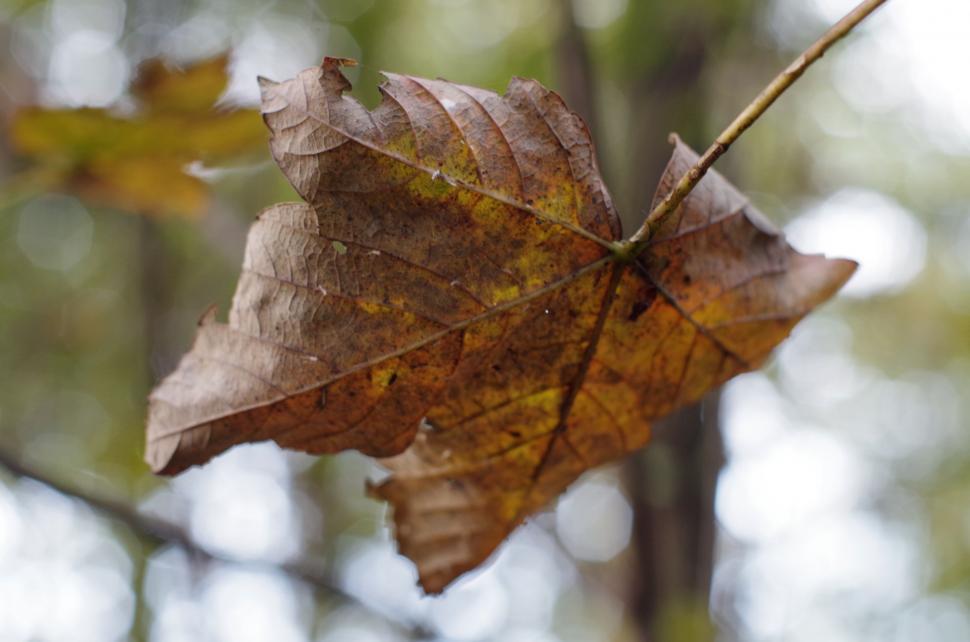 Free Image of A Leaf Hanging From a Tree Branch 