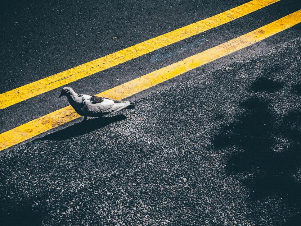 Free Image of Bird Perched on Roadside 