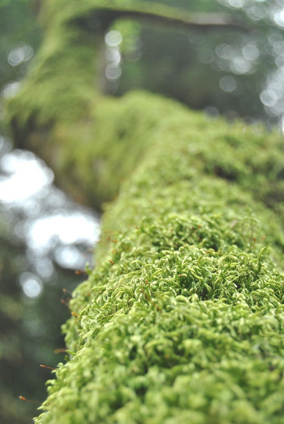 Free Image of Close Up of Moss Growing on a Tree 