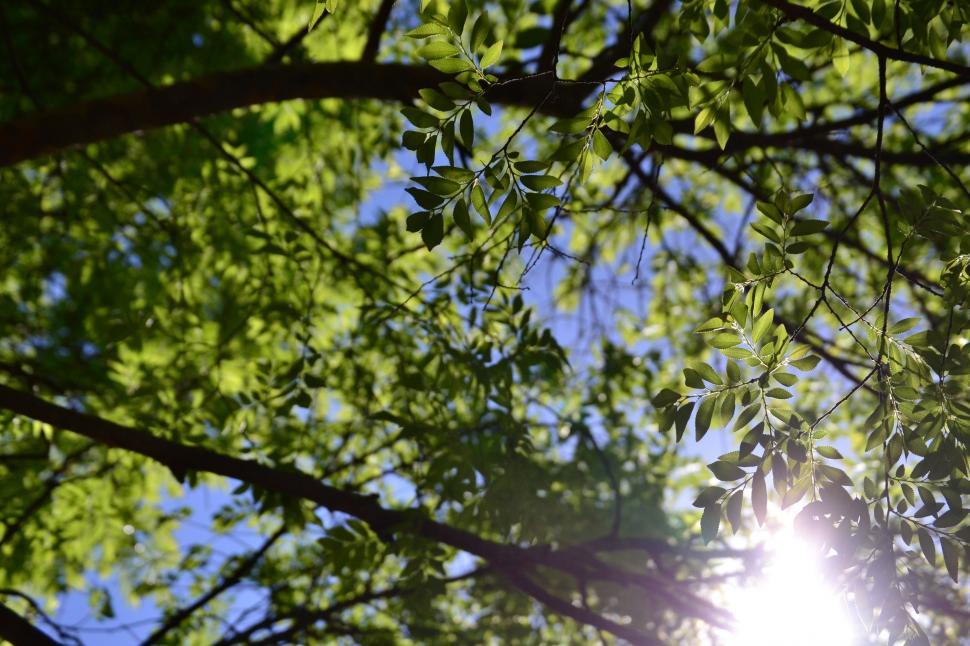 Free Image of Sun Shining Through Leaves of Tree 