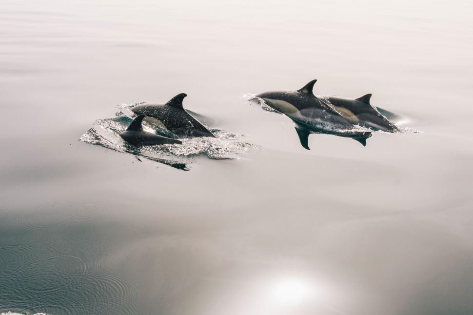Free Image of Two Dolphins Swimming in the Water 