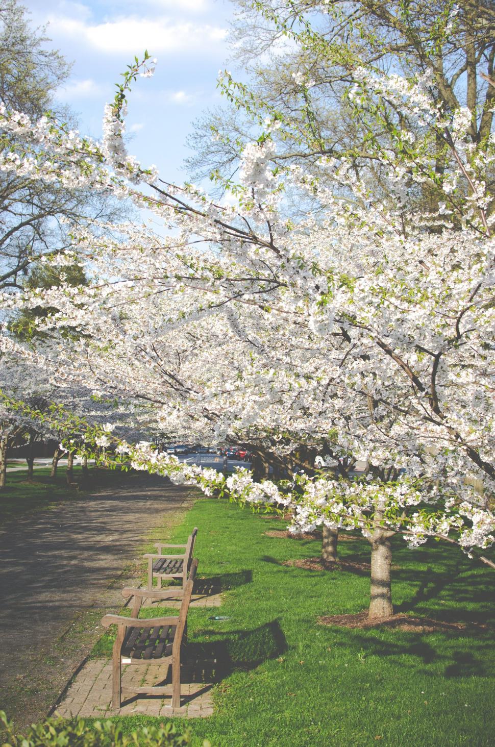Free Image of Row of Benches Under Tree With White Flowers 