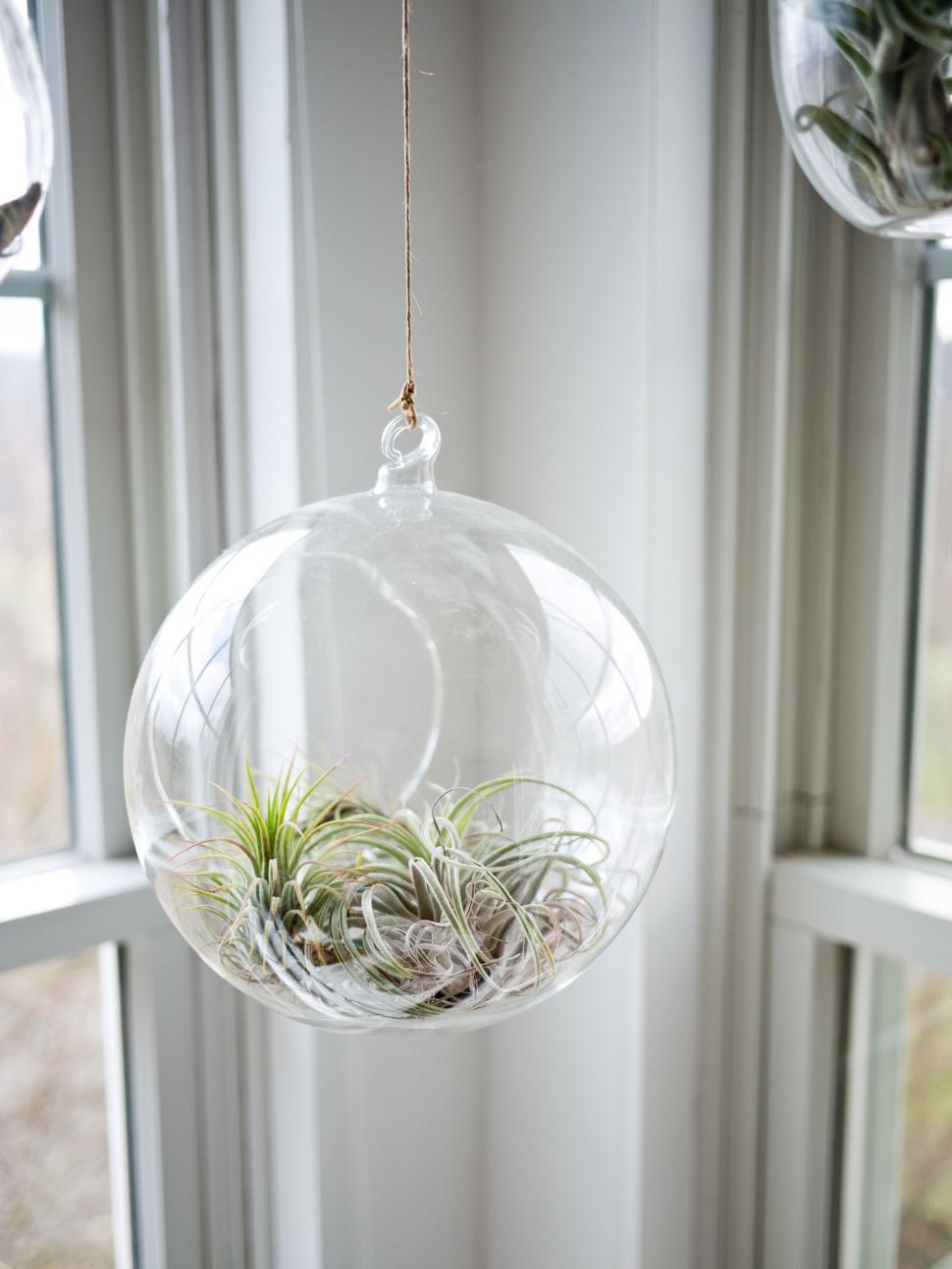 Free Image of Glass Ball Hanging From Window With Air Plants 