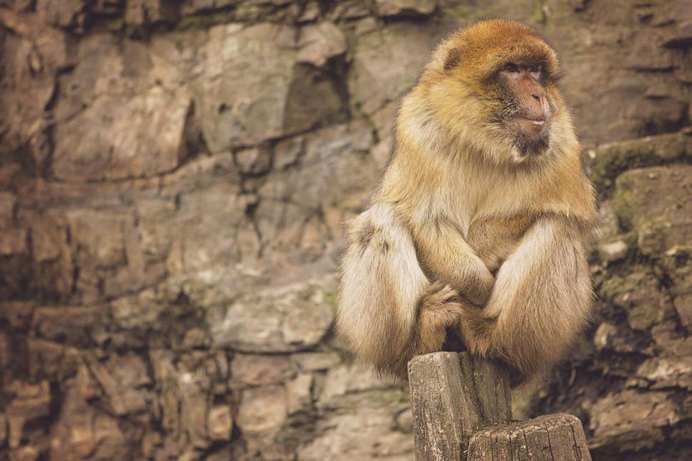 Free Image of Monkey Sitting on Top of Wooden Post 