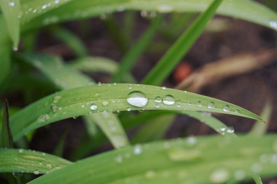 Free Image of Close-Up of Green Plant With Water Drops 