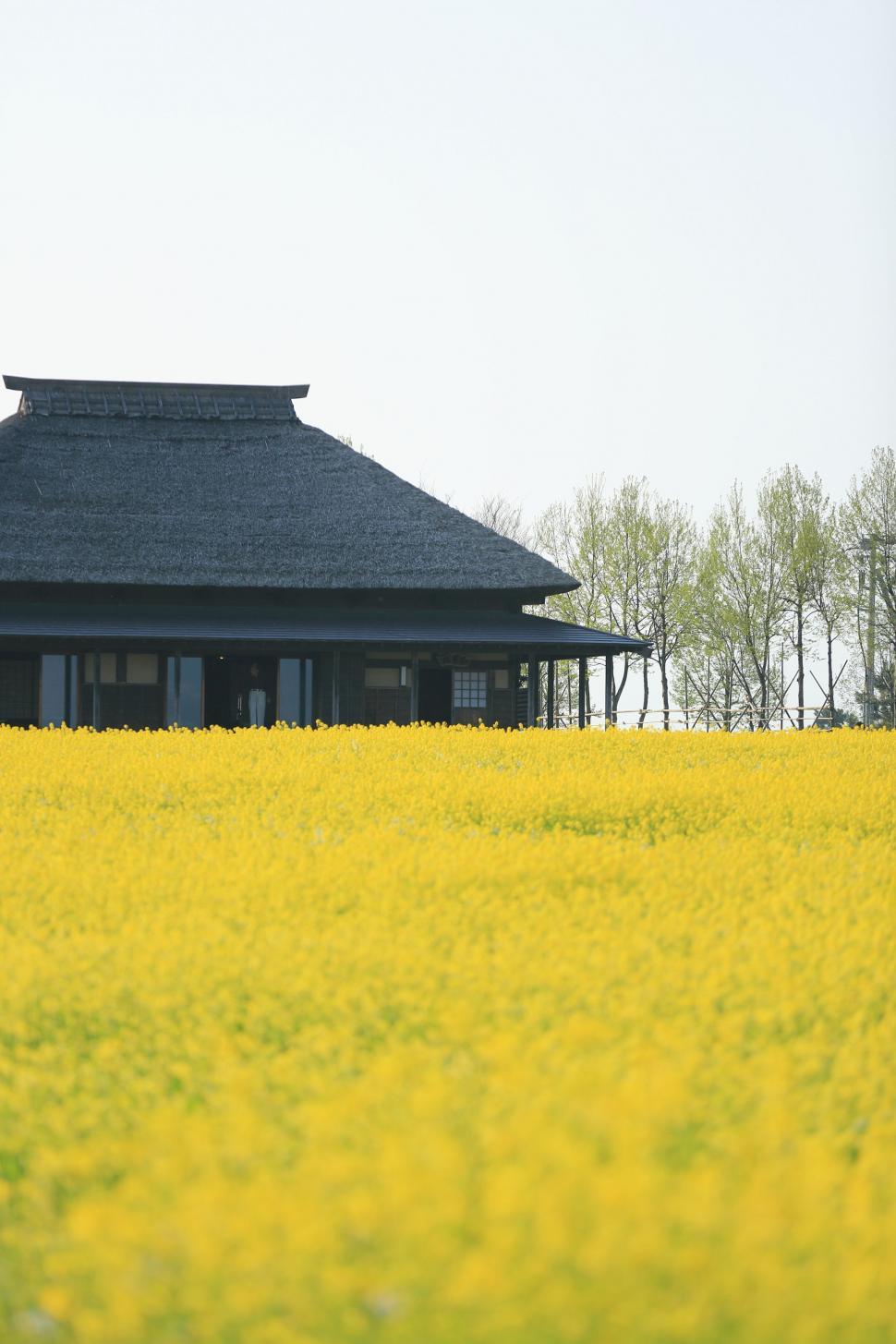 Free Image of Field of Yellow Flowers With Building in Background 