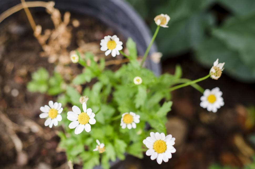 Free Image of Potted Plant With White and Yellow Flowers 