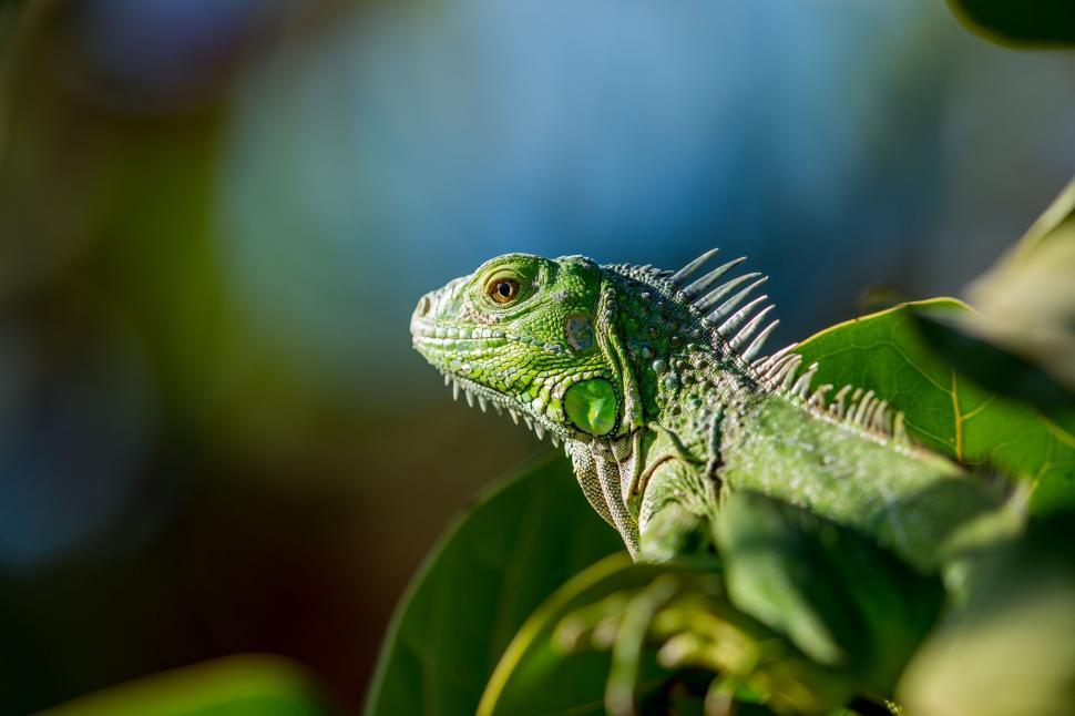 Free Image of Close Up of a Lizard on a Tree Branch 