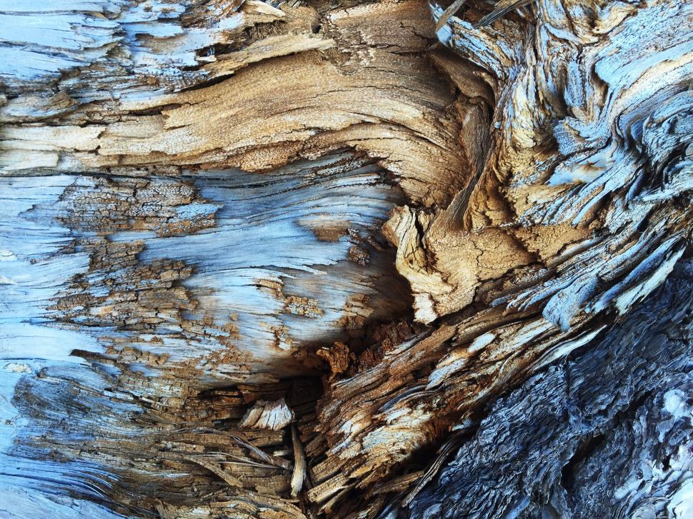 Free Image of Close Up View of Tree Bark 