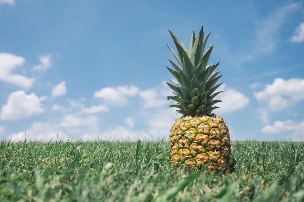 Free Image of Pineapple in the Field 